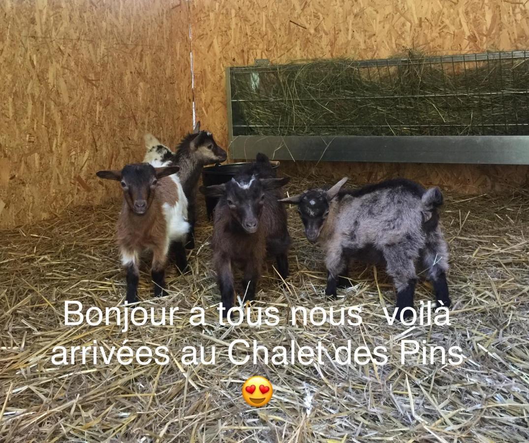 Roulottes Du Chalet Des Pins Rougeou Buitenkant foto
